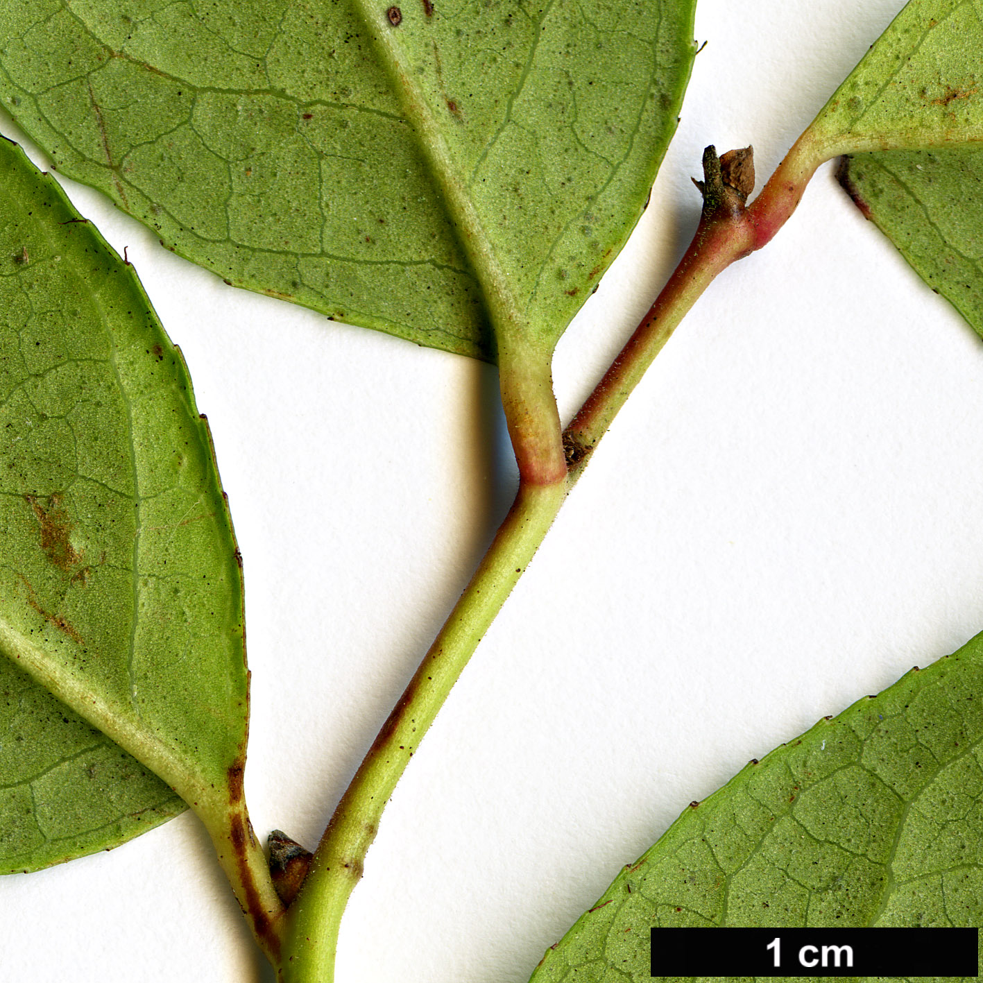 High resolution image: Family: Ericaceae - Genus: Gaultheria - Taxon: ×wisleyensis (G.mucronata ×G.shallon)